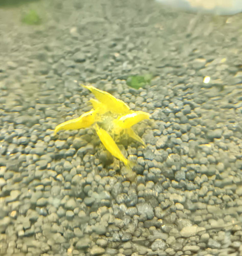 Gamberetti neocaridina yellow - neocaridina,