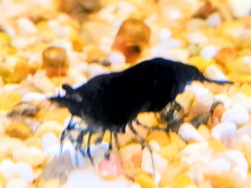 Gamberetto neocaridina blu - gamberetto,