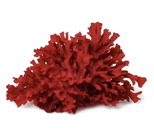 Macroalga rossa per - , acquario