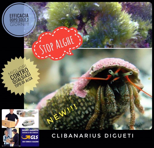 Pack paguri pulitori - 5, stop