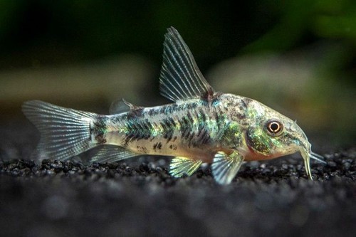 Pesce corydoras paleatus 3 - pesce,
