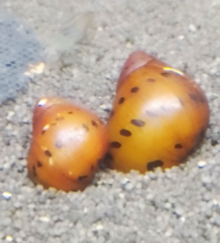 Lumaca vittina neritina - lumaca, vittina/neritina