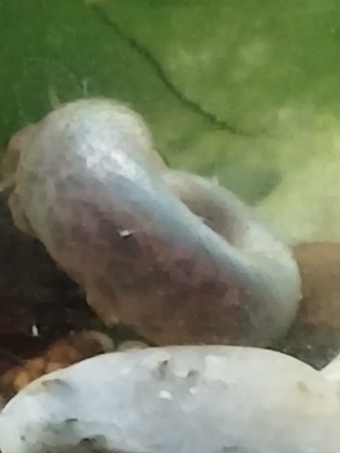 Lumache planobarius 15 per - 15,
