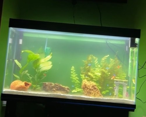Acquario askoll pratiko - +,