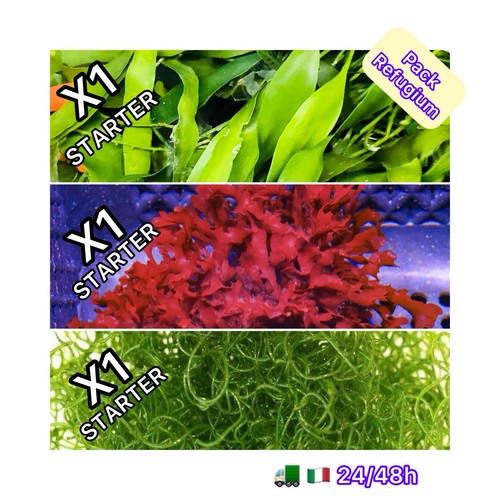 Novità mini pack - ✅novitÀ!, alghe