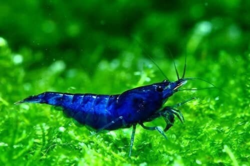 Lotto esemplari caridina - lotto,