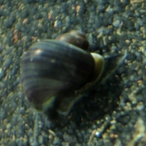 Pezzi ampullaria viola - ampullaria,