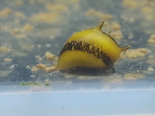 Lumaca clithon diadema - diadema, cornuta