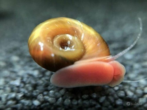 Planorbarius lumache per - 5,