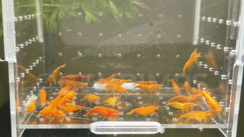 Neocaridine davidi orange - neocaridine,