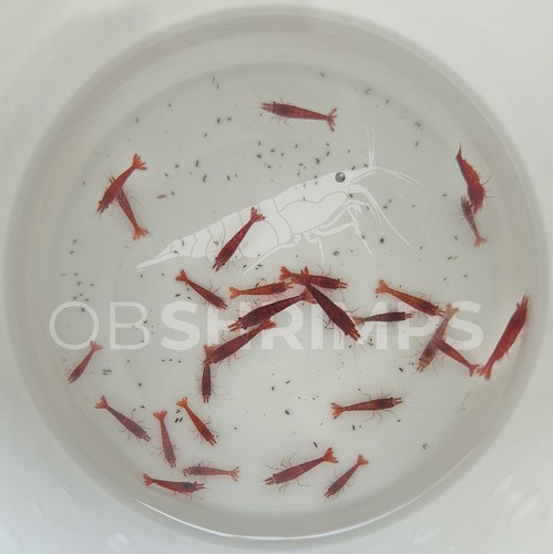 Neocaridine davidi red - 20,
