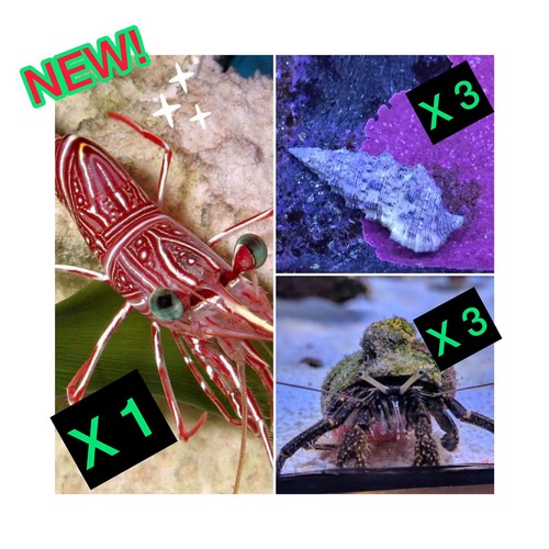 New pack gambero 6 - 1,