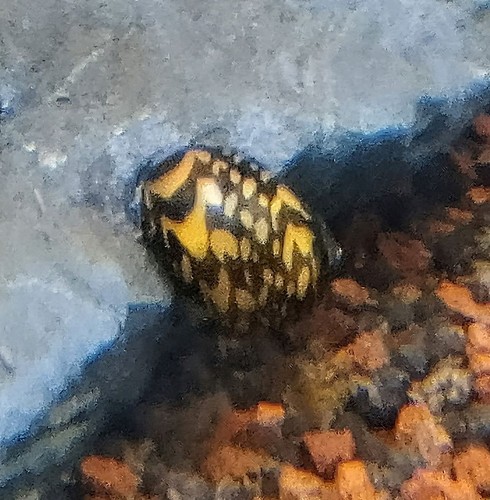 Lumaca vittina variegata - lumaca,