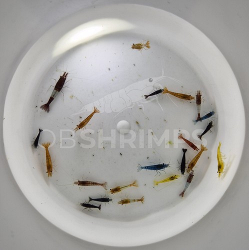 Neocaridine davidi mix - 20, low