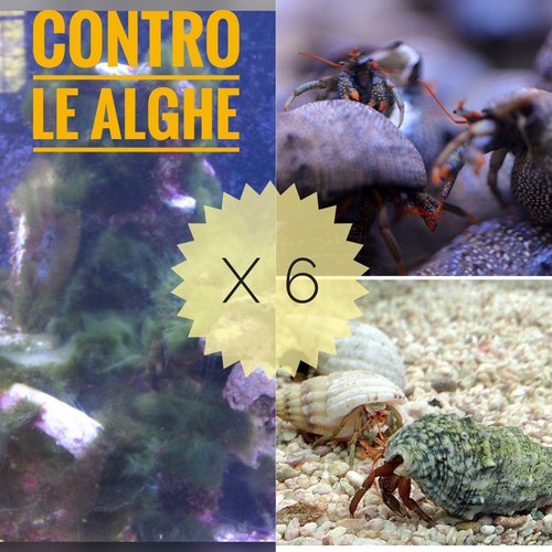 Pulitori alghivori acquario - pulitori,