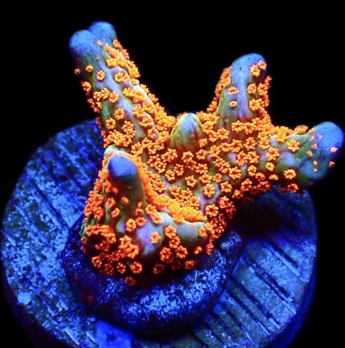 Montipora bubblegum corallo - montipora,