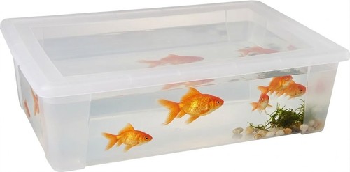 Acquario per pesci rossi